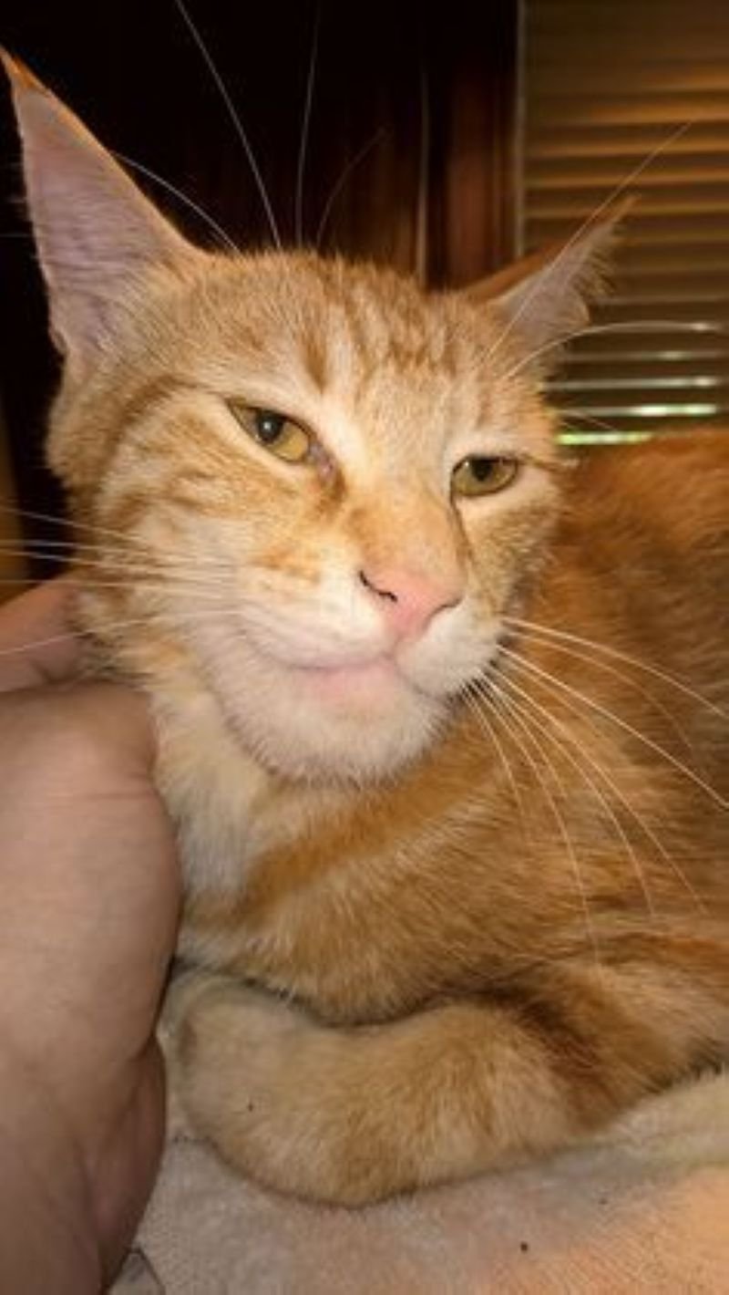 ảnh mèo ngáo cute (2)