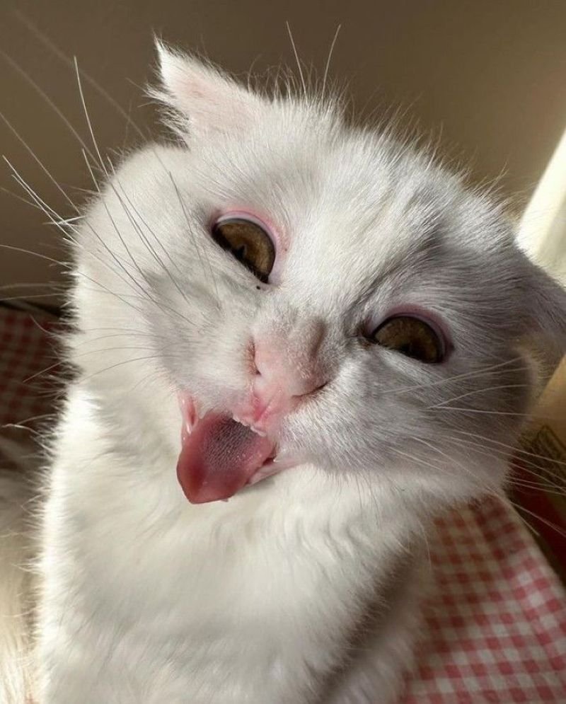 ảnh mèo ngáo cute (20)