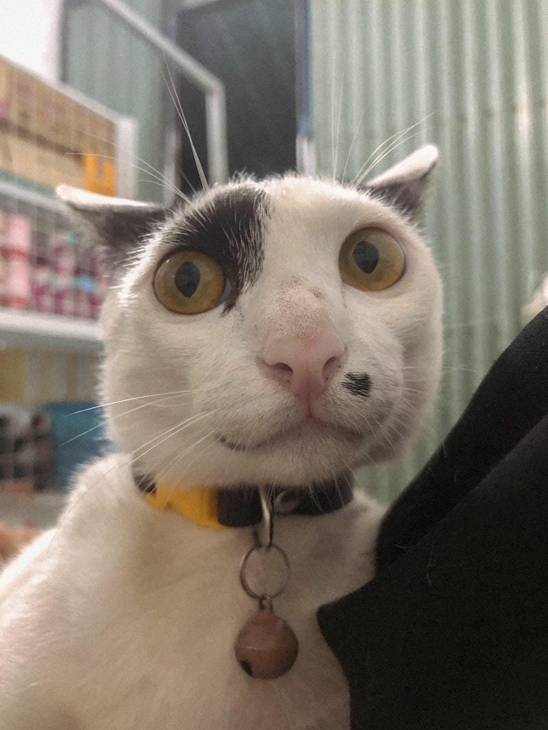 ảnh mèo ngáo cute (22)