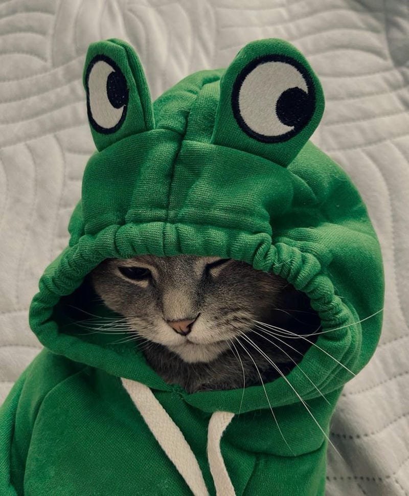 ảnh mèo ngáo cute (23)