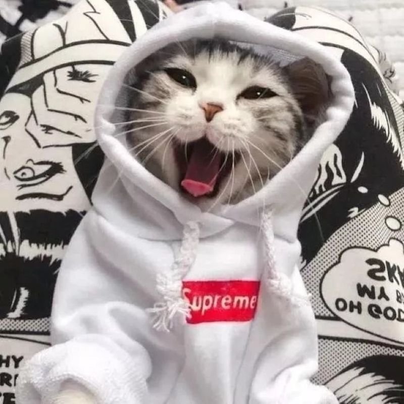 ảnh mèo ngáo cute (24)