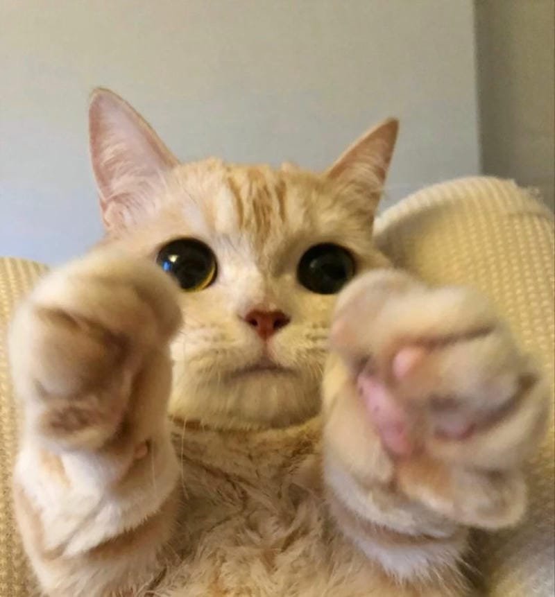 ảnh mèo ngáo cute (25)