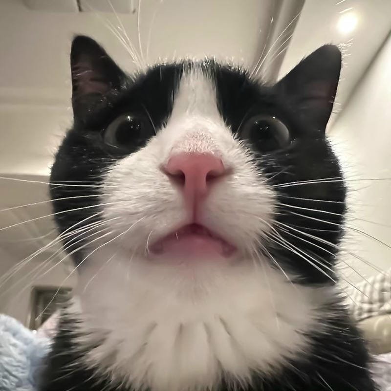 ảnh mèo ngáo cute (27)