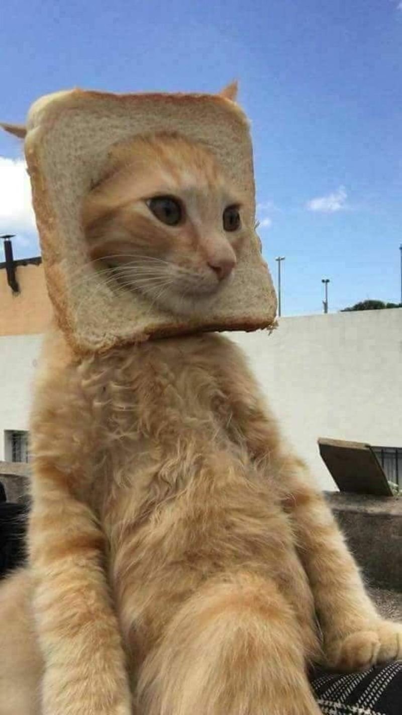 ảnh mèo ngáo cute (28)