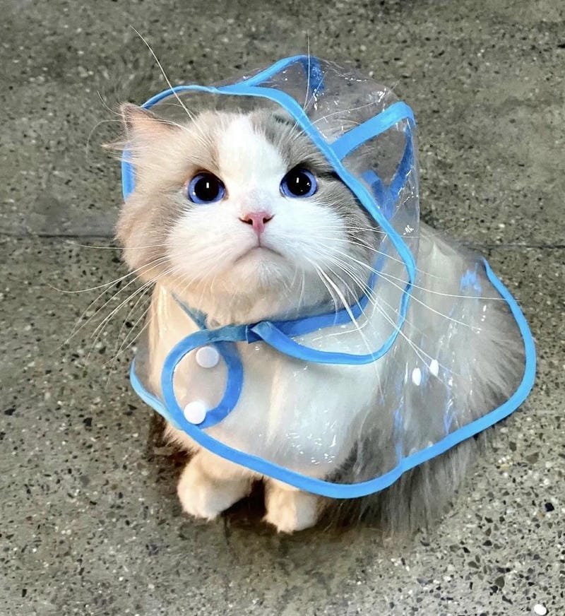 ảnh mèo ngáo cute (3