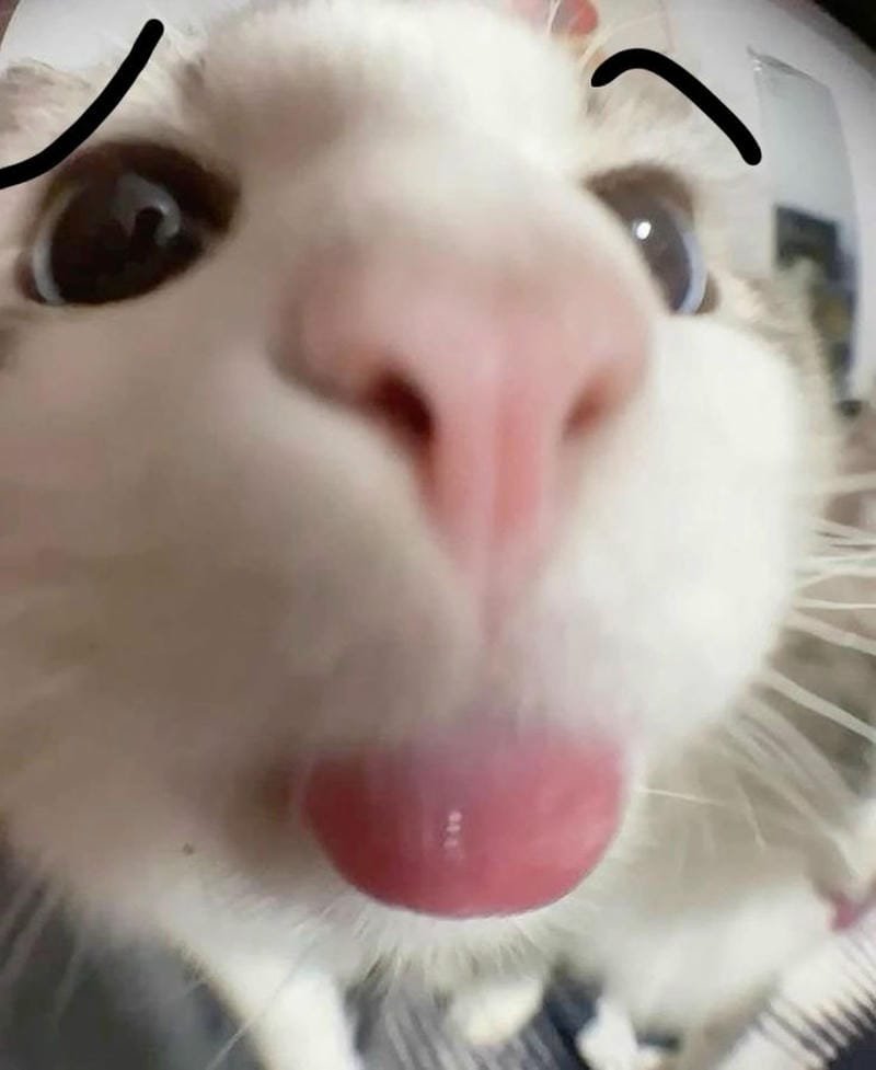 ảnh mèo ngáo cute (32)