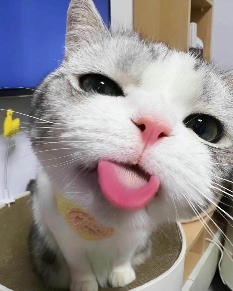 ảnh mèo ngáo cute (33)