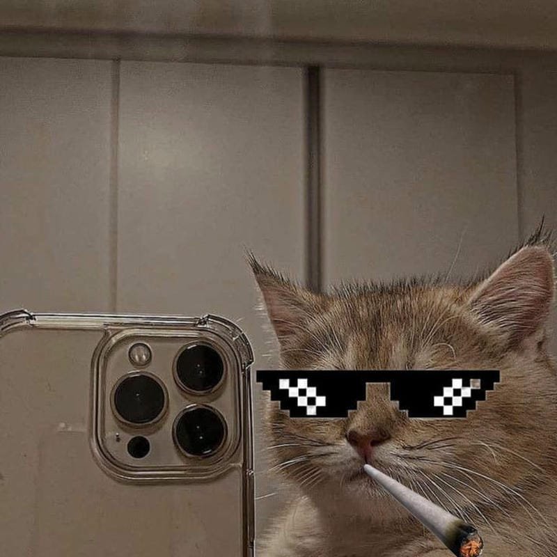 ảnh mèo ngáo cute (34)