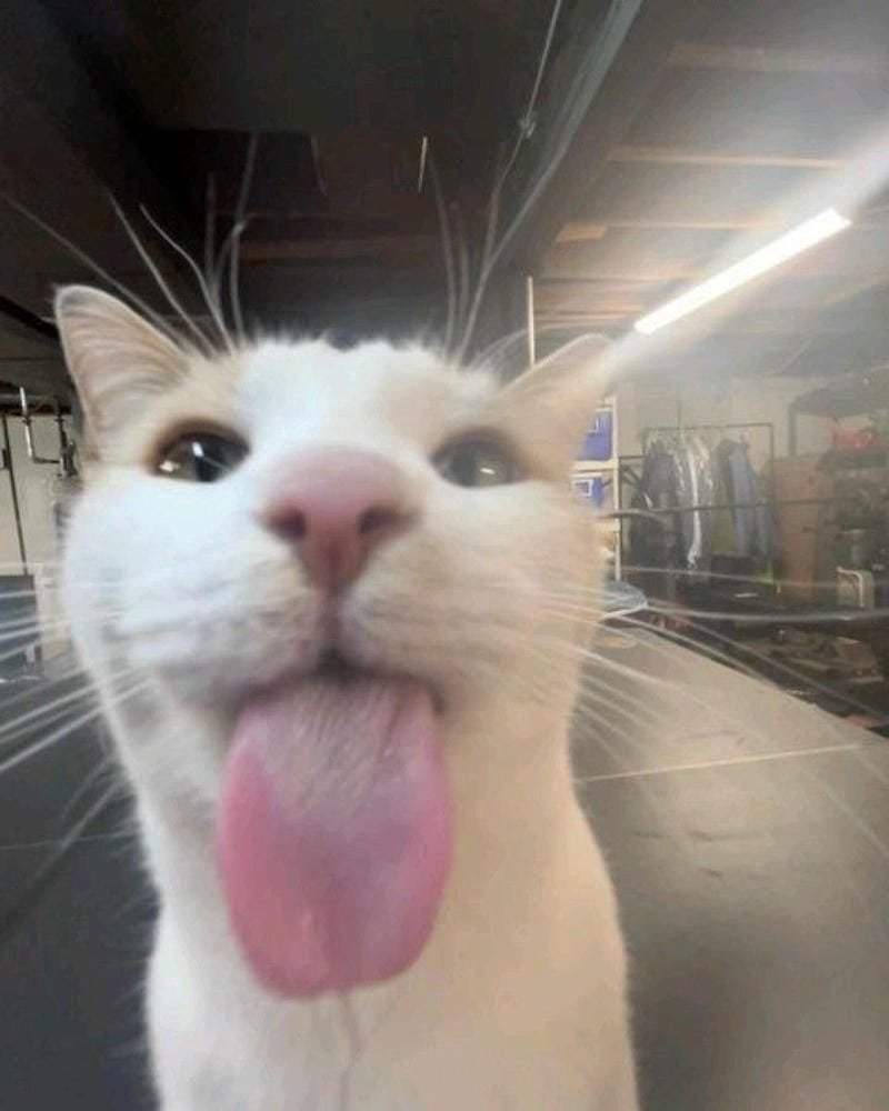 ảnh mèo ngáo cute (35)