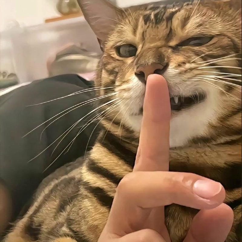 ảnh mèo ngáo cute (36)