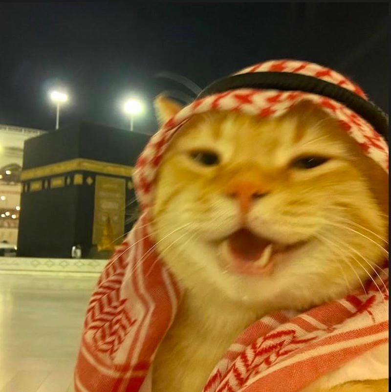 ảnh mèo ngáo cute (36)