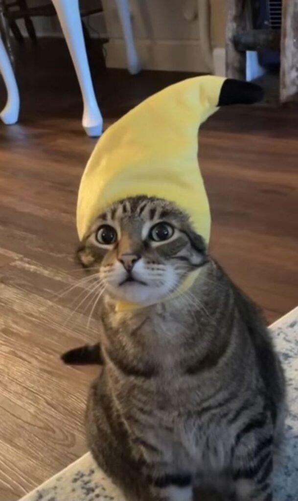 ảnh mèo ngáo cute (38)