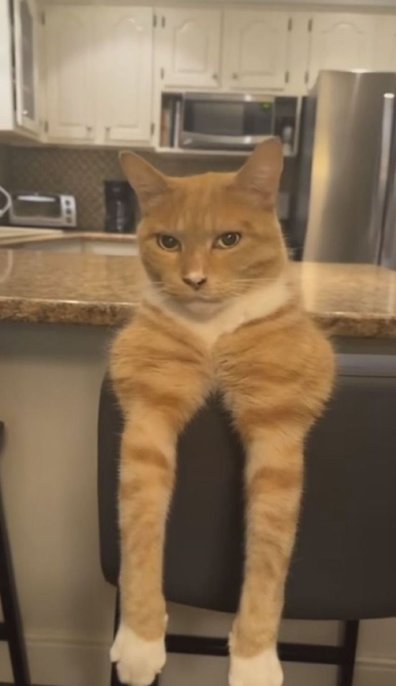 ảnh mèo ngáo cute (39)