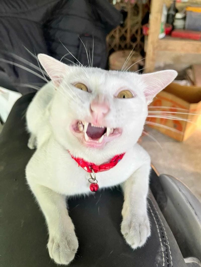 ảnh mèo ngáo cute (4)