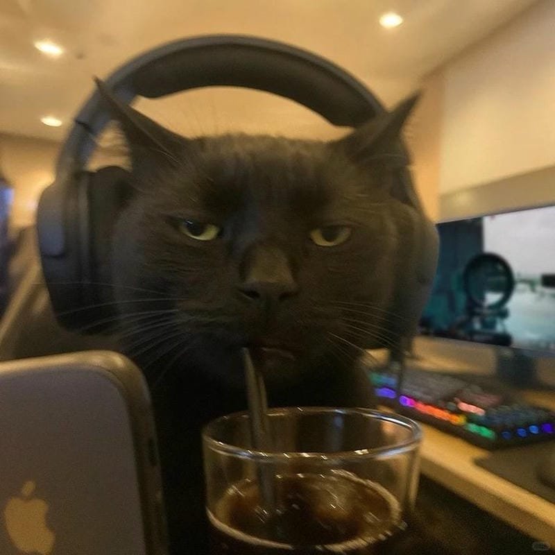 ảnh mèo ngáo cute (40)