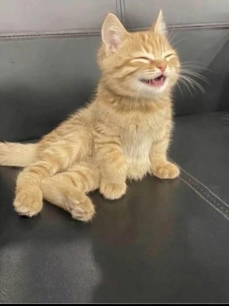 ảnh mèo ngáo cute (5)