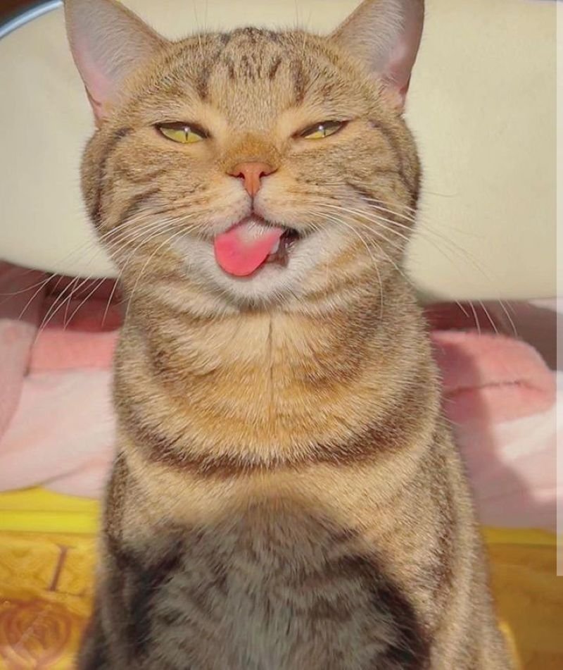 ảnh mèo ngáo cute (7)