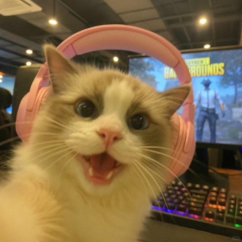 ảnh mèo ngáo cute (9)