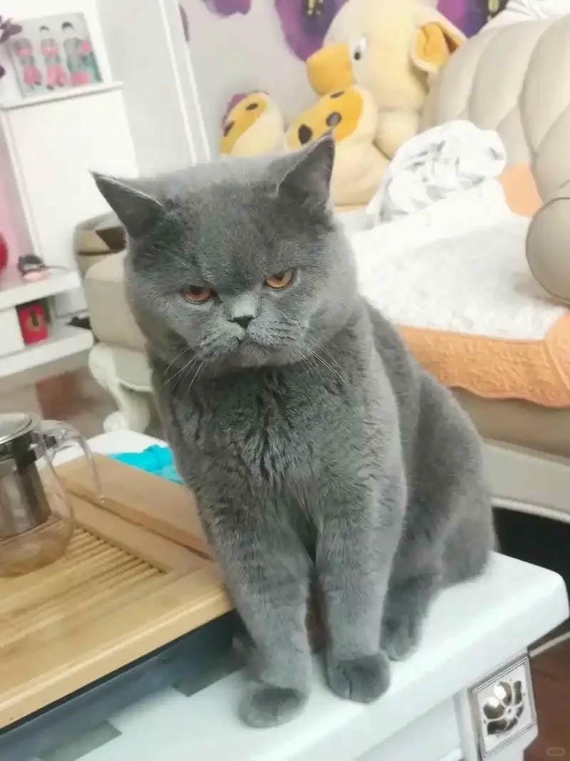 ảnh mèo tức giận cute