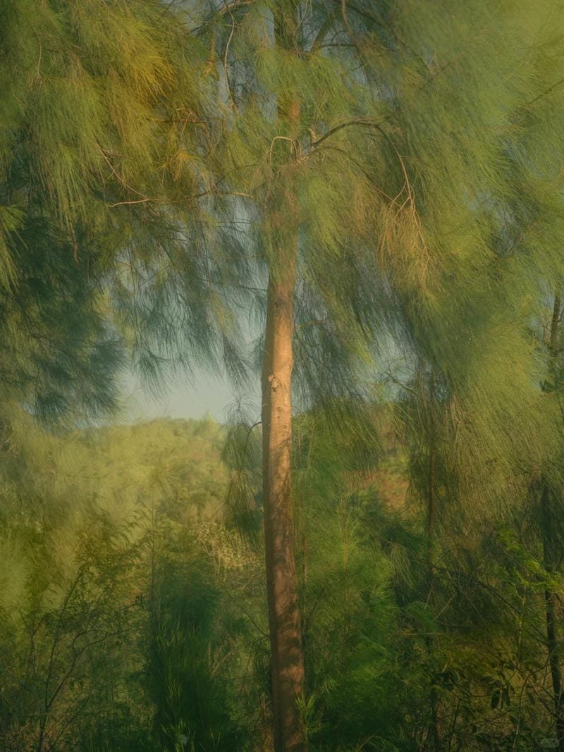 ảnh phong cảnh chill (8)