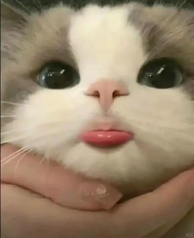 hình ảnh con mèo cute (1)