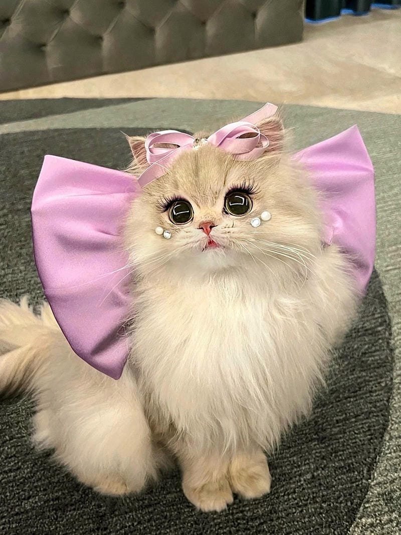 hình ảnh con mèo cute (10)