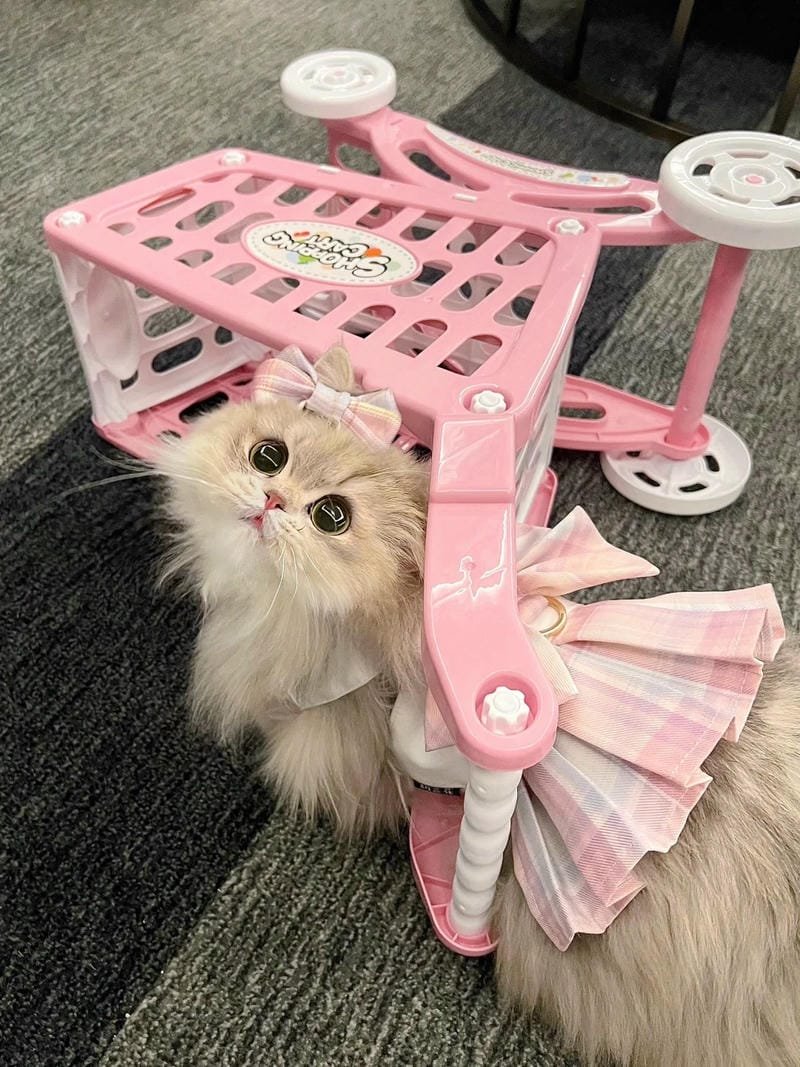 hình ảnh con mèo cute (11)