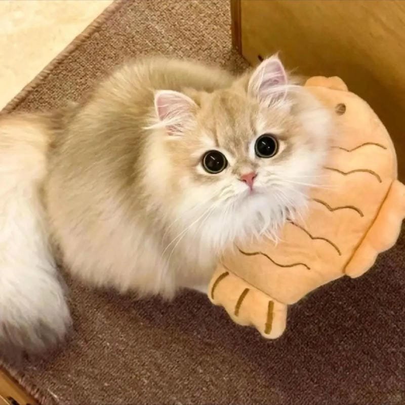 hình ảnh con mèo cute (12)