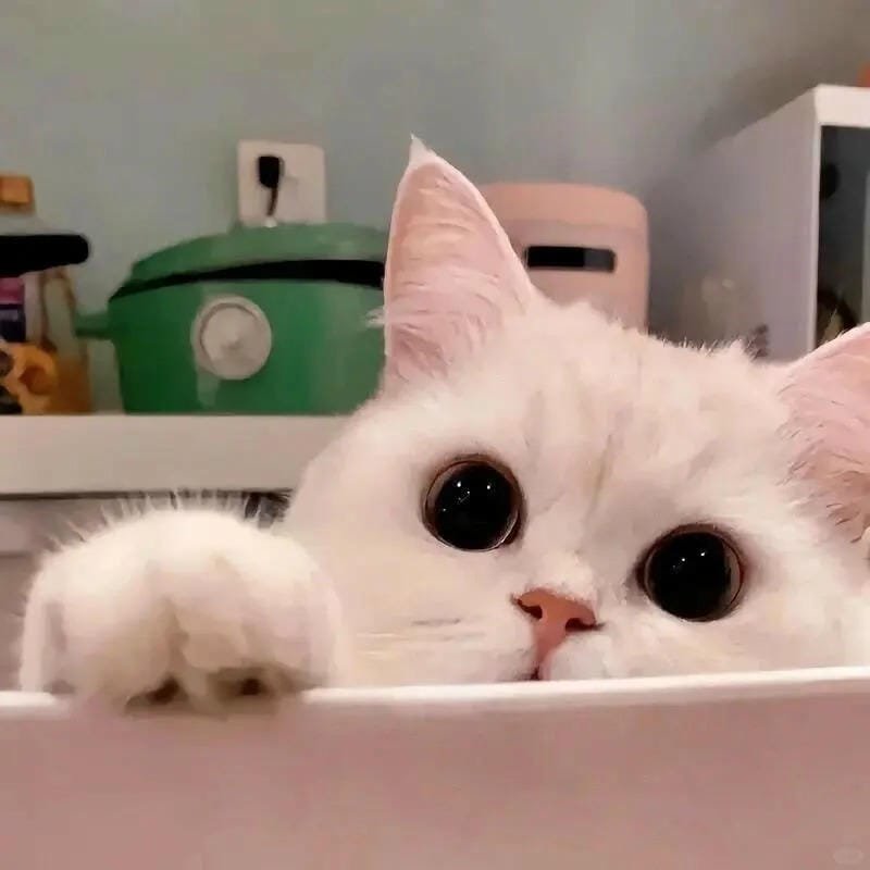 hình ảnh con mèo cute (14)