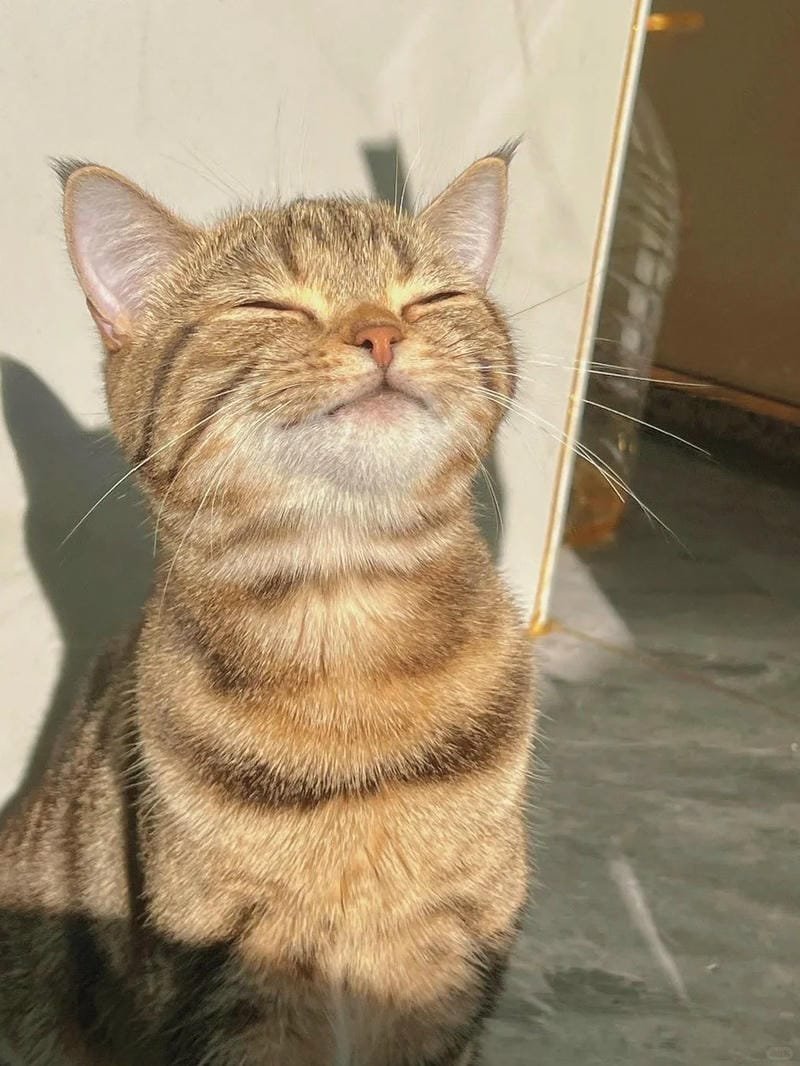 hình ảnh con mèo cute (15)