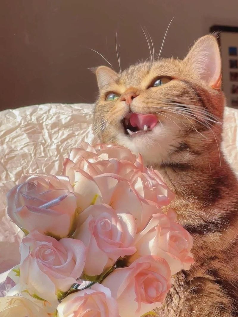 hình ảnh con mèo cute (16)