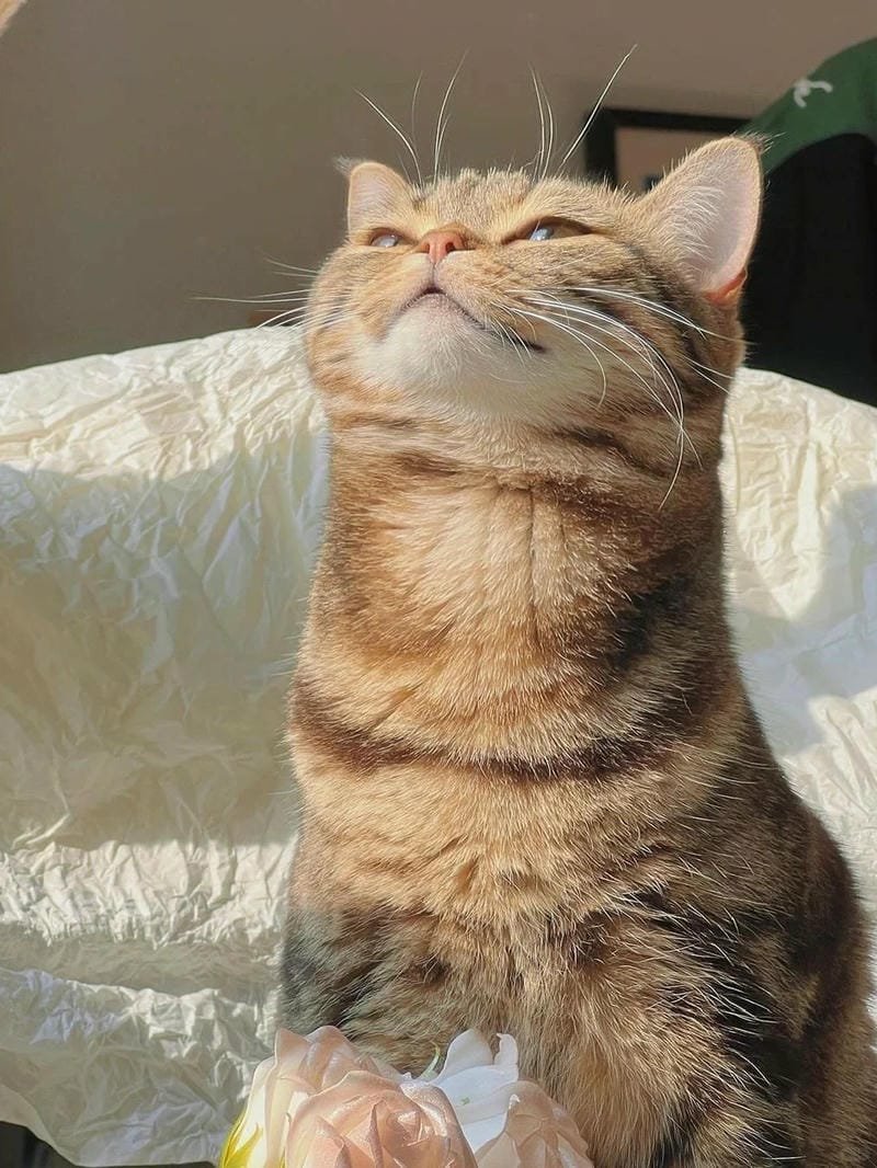 hình ảnh con mèo cute (17)