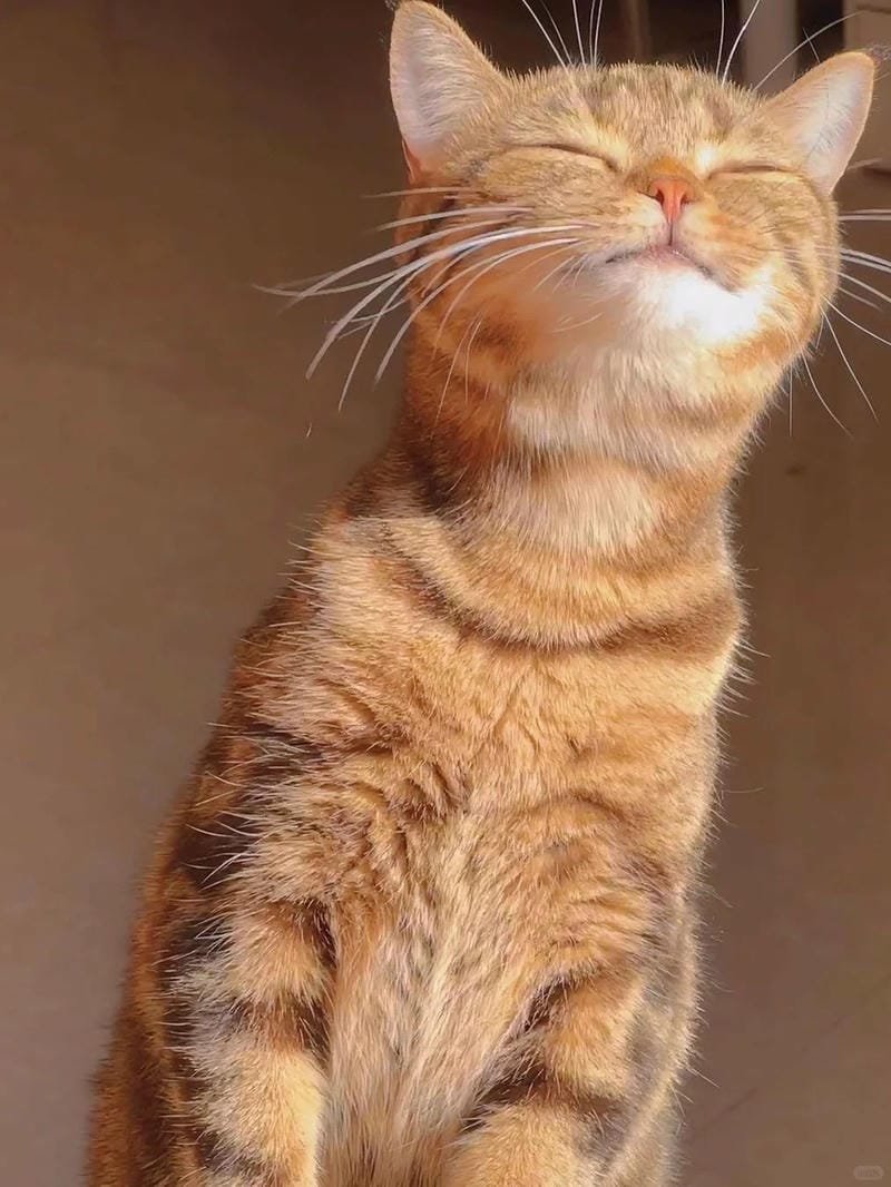 hình ảnh con mèo cute (18)