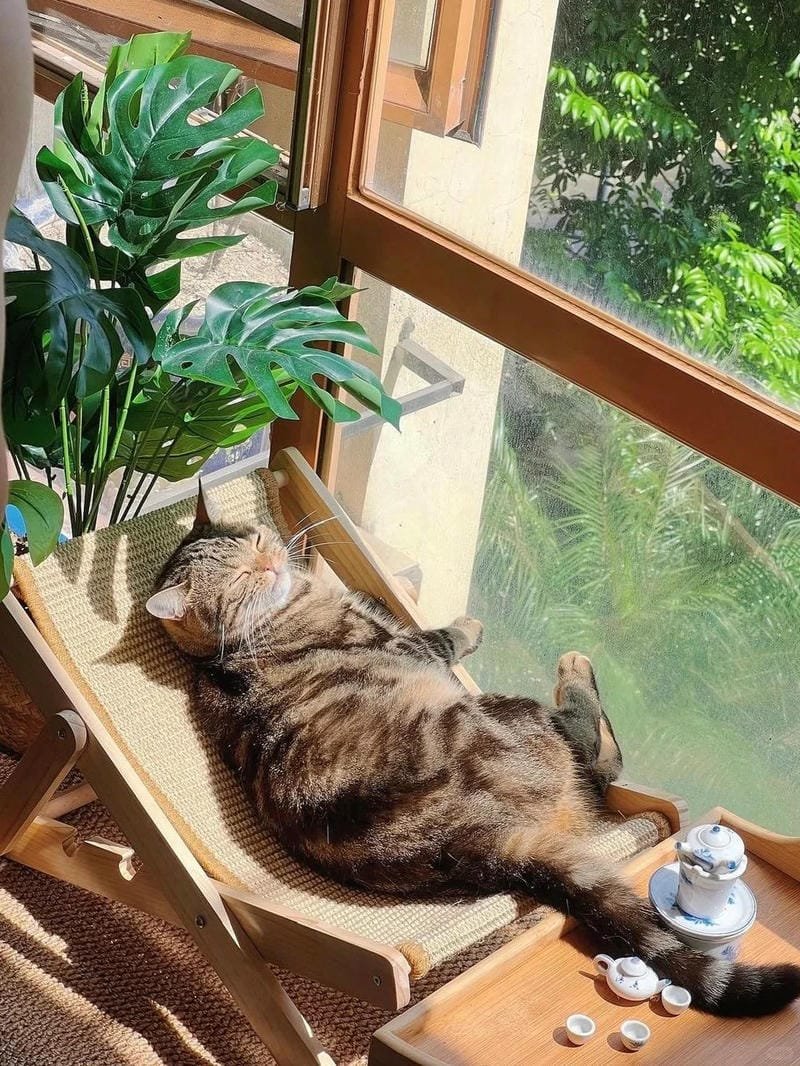 hình ảnh con mèo cute (19)