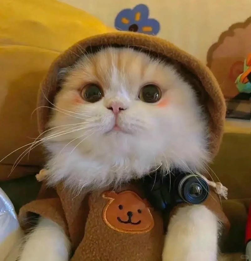 hình ảnh con mèo cute (2)