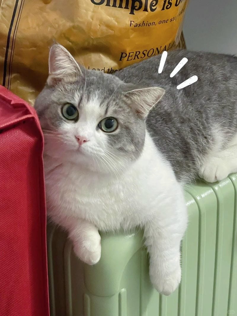 hình ảnh con mèo cute (22)