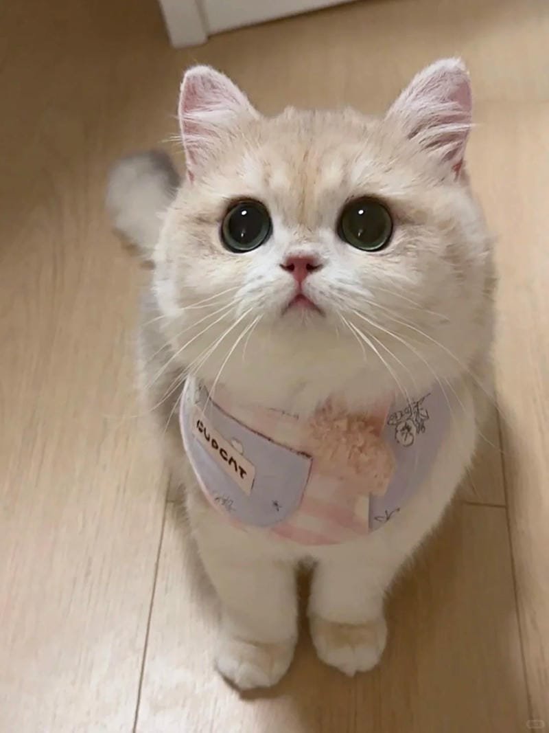 hình ảnh con mèo cute (23)