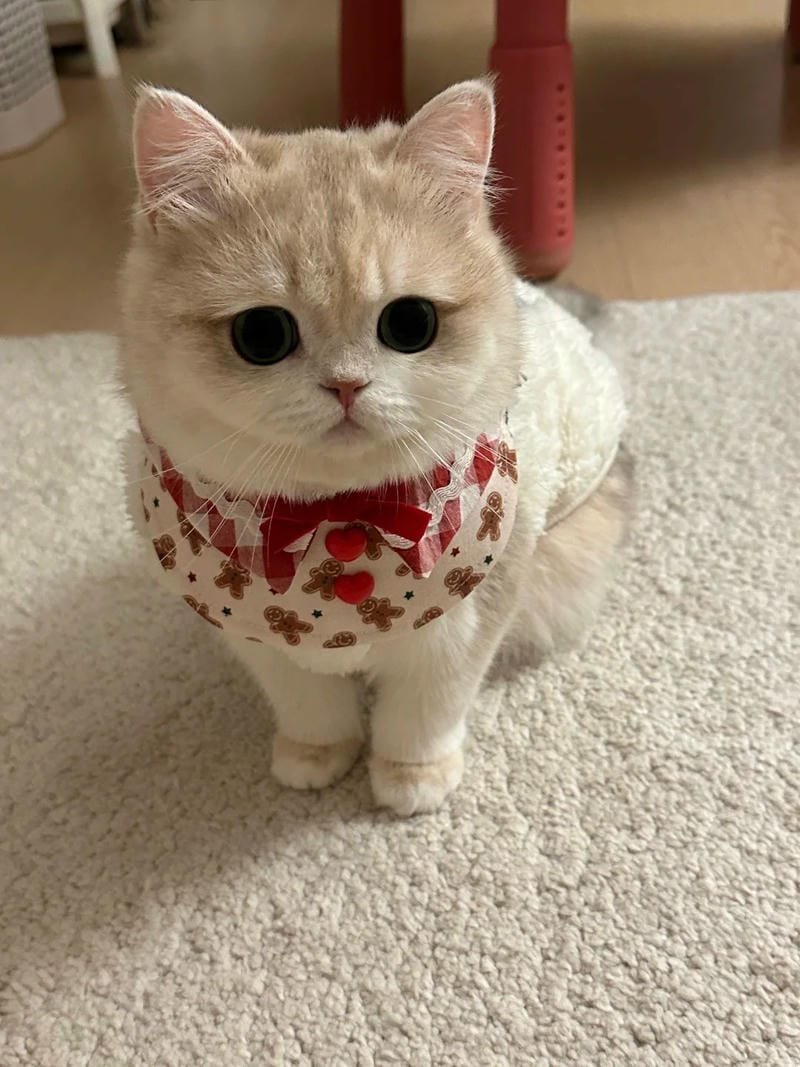 hình ảnh con mèo cute (24)