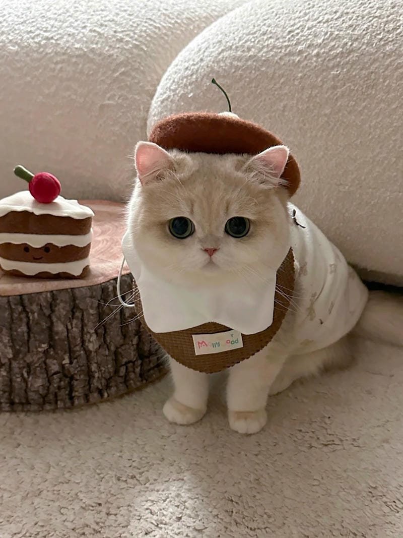 hình ảnh con mèo cute (26)