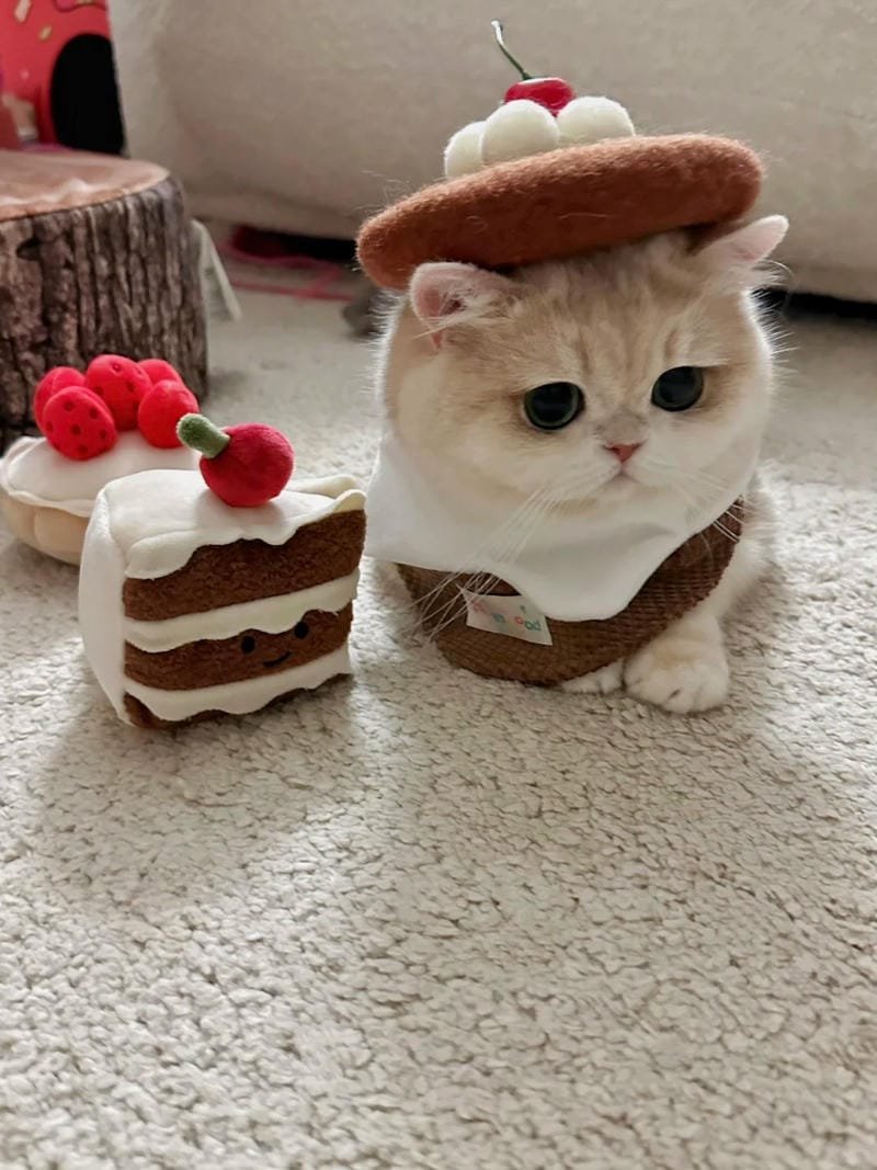 hình ảnh con mèo cute (27)