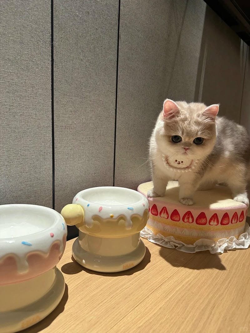 hình ảnh con mèo cute (28)