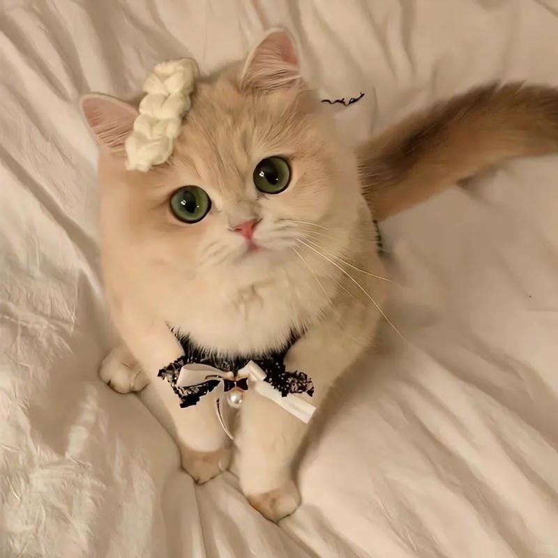 hình ảnh con mèo cute (29)