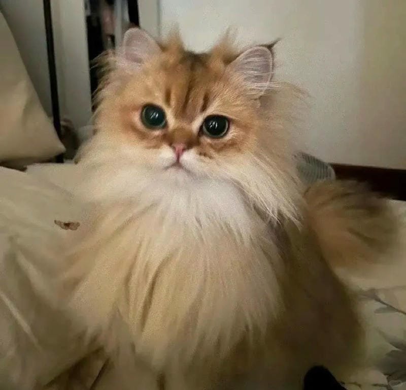 hình ảnh con mèo cute (3)