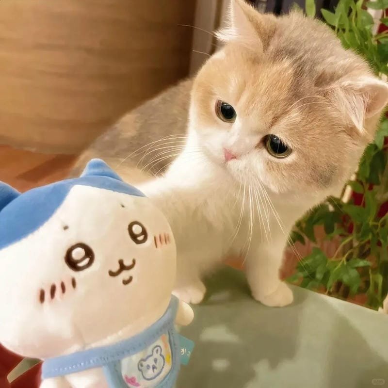 hình ảnh con mèo cute (31)