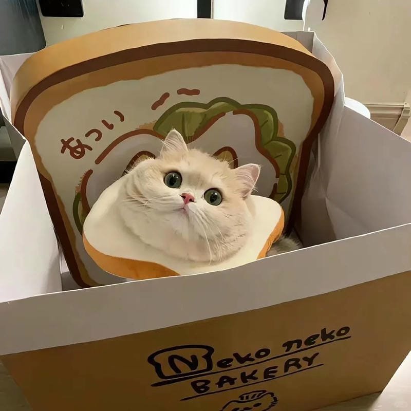 hình ảnh con mèo cute (33)