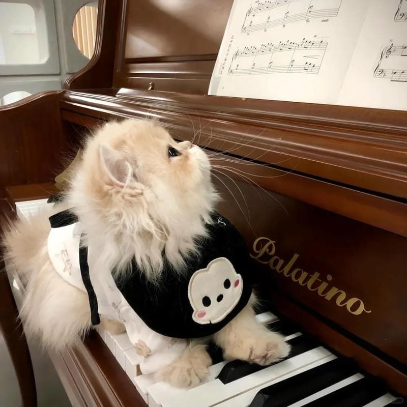 hình ảnh con mèo cute (34)