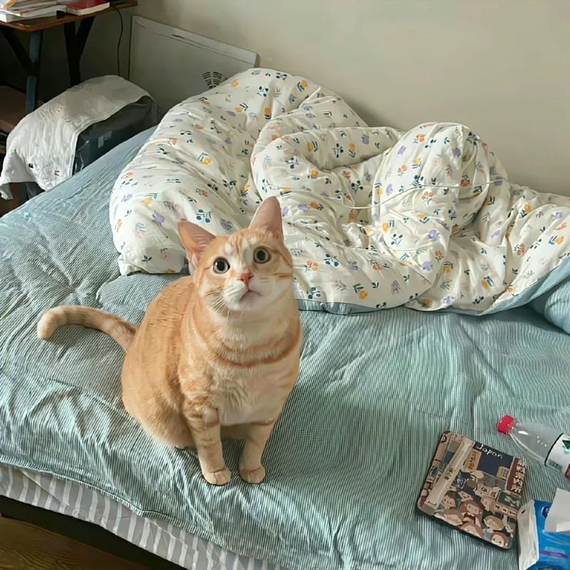 hình ảnh con mèo cute (37)