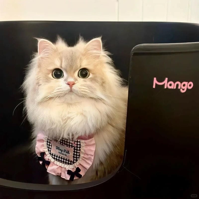 hình ảnh con mèo cute (38)