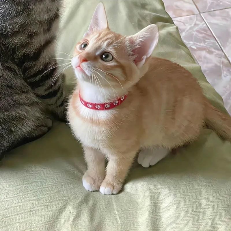 hình ảnh con mèo cute (39)