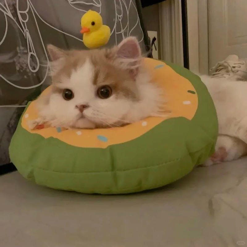 hình ảnh con mèo cute (4)